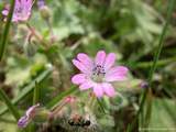 foto de flor geranio de los caminos (E.), G�ranium mou (F.), Dove's-foot Crane's-bill (I.), Weicher Storchschnabel (A.), Geranio volgare (It.), Bico-de-pompa-menor (P.) , con tama�o de 160X120; ver distintas medidas disponibles a la derecha